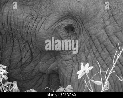 Ein Schwarz-Weiß-Nahaufnahme-Bild des Auges eines Afrikanischen Elefanten im Kruger-Nationalpark Stockfoto