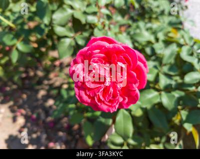 Hochwinkelnahaufnahme einer lebhaften fuchsia-rosa englischen Strauchrose, die an einem üppigen Busch in einem sonnigen Garten blüht. Stockfoto
