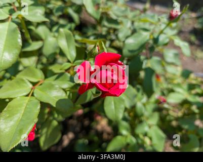 Makro-Nahaufnahme einer leuchtend roten Rosenblüte, die sich von einem Knospen auf einem grünen Strauch in einem sonnigen Garten öffnet Stockfoto