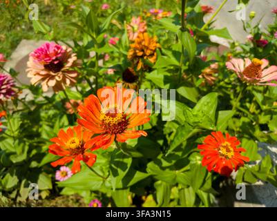 Hohe Blickwinkelansicht einer farbenfrohen Mischung aus orangefarbenen und rosa Zinnia elegans-Blüten, die dicht in einem sonnigen Gartbeet im Hinterhof blühen. Stockfoto