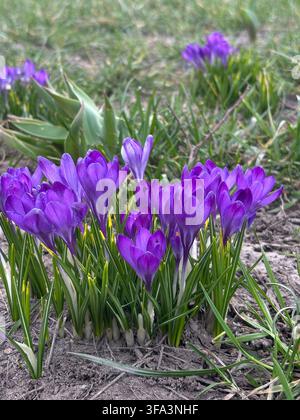 Gruppe lila Krokusse, die in grünem Gras wachsen, erste Frühlingsblumen blühen im Garten. Hochwertiges Foto Stockfoto