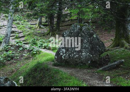 Ein großer, moosbedeckter Felsbrocken liegt neben einem sich windenden Feldweg durch einen üppigen grünen Wald auf dem Berg Kumotori in Japan, umgeben von hohen Bäumen und freiliegenden Wurzeln. Stockfoto