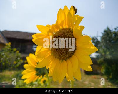 Niedrigwinkelansicht von zwei gelben Sonnenblumen, die mit einer Honigbiene vor einem klaren, hellen Himmel in einem rustikalen Garten blühen. Stockfoto