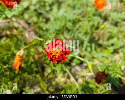 Hochwinkliger Nahaufnahme einer einzelnen orange-roten französischen Ringelblume Tagetes patula, die in einem sonnigen Garten blüht. Stockfoto