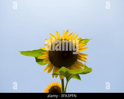 Niedrig angelegte Ansicht von zwei gelben Sonnenblumen, die vor einem klaren, hellen Himmel im Sommer blühen. Stockfoto