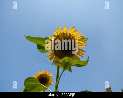 Niedriger Blickwinkel von zwei gelben Sonnenblumen, die vor einem klaren blauen Himmel blühen, mit einem kleinen Insekt, das im Sommer fliegt. Stockfoto