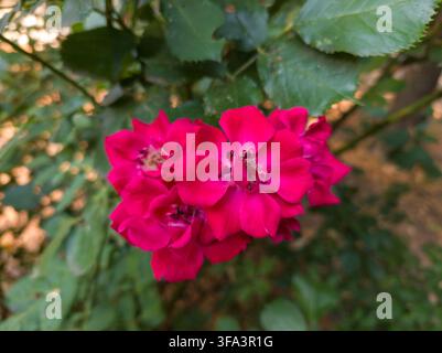 Nahaufnahme eines leuchtend fuchsiafarbenen Floribunda-Gartenrosenbüschels, der an einem grünen Strauch blüht. Stockfoto