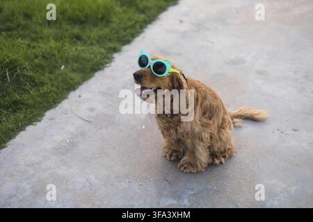 Hund mit Sonnenbrille sitzt glücklich auf einem Pfad mit Gras an den Seiten und strahlt eine unbeschwerte Stimmung aus Stockfoto