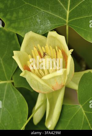 American Tuliptree oder Liriodendron tulipifera Blume Jungfrühlingsprossen mit detaillierter Nahaufnahme seiner Tulpenblüte Stockfoto