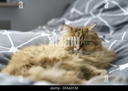 Niedliche Golden Tabby Britische Langhaar-Katze liegt auf grauem Bett Stockfoto
