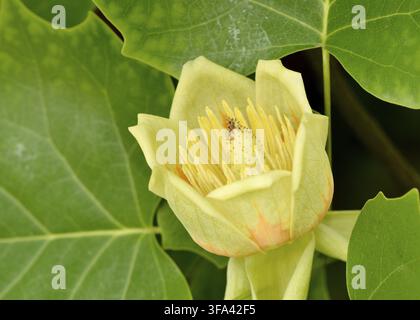 Amerikanischer Tulipbaum Liriodendron tulipifera Jungfrühlingshalter tulpenförmige Blüte Stockfoto