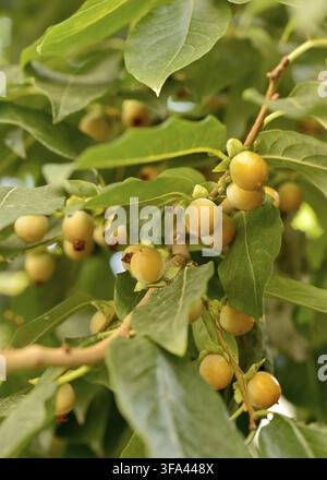 Lotus persimmon Diospyros lotus L. Ebenaceae oder Dattelpflaume, kaukasische persimmon oder lilafarbene persimmon Früchte auf Zweigen Stockfoto