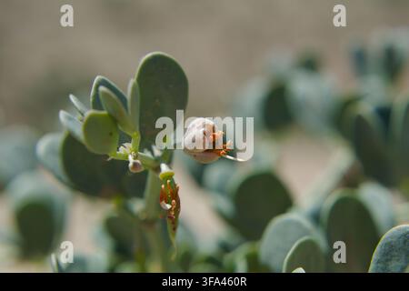 Nahaufnahme einer Pflanze aus einem ariden Klima mit lebhaft grünen ovalen Blättern und einer knospenden Blume in einer ruhigen Landschaft. Stockfoto