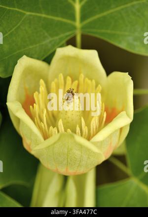 Der amerikanische Tulipbaum (Liriodendron tulipifera) blüht in detaillierter Nahaufnahme auf einem jungen Frühlingsprojekt, auch bekannt als Tulpenpappel oder Gelbpappel Stockfoto