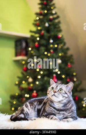 Britische Kurzhaarkatze silber tabby sitzt vor weihnachtsbaum Stockfoto