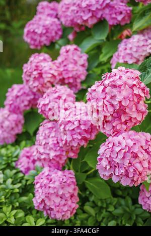 Wunderschöne Büschel leuchtend rosa Hortensienblüten, die an einem Strauch mit grünen Blättern in einem sonnenbeschienenen Park im Freien wachsen und die Blumenpracht und Gartenbau darstellen Stockfoto