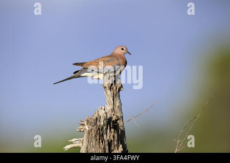 Senegal-Taube (Spilopelia senegalensis), erwachsen, auf einem Ast sitzend, aufmerksam, Kruger-Nationalpark, Südafrika Stockfoto