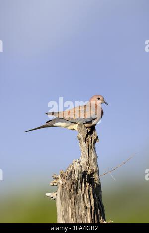 Senegal-Taube (Spilopelia senegalensis), erwachsen, auf einem Ast sitzend, aufmerksam, Kruger-Nationalpark, Südafrika Stockfoto
