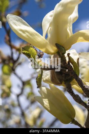 Eine Nahaufnahme wunderschöner blassgelber Magnolienblüten, die auf einem starken Baumzweig vor einem hellblauen Himmel mit weichen weißen Wolken im Frühling blühen Stockfoto