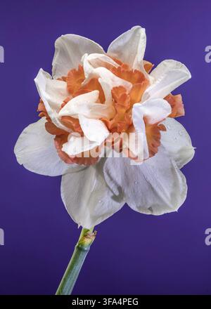 Eine wunderschöne doppelte Narzissen mit mehrschichtigen weißen Blütenblättern und einem leuchtenden orangefarbenen Zentrum. Nahaufnahme Makroaufnahme mit empfindlichen Wassertropfen auf einem Springbrunnen Stockfoto