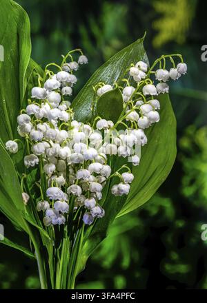 Ein lebhafter Blumenstrauß blühender Maiglöckchen mit zarten weißen Glocken und nassgrünen Blättern vor dunklem natürlichen Hintergrund Stockfoto