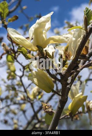 Eine Nahaufnahme wunderschöner blassgelber Magnolienblüten, die auf einem starken Baumzweig vor einem hellblauen Himmel mit weichen weißen Wolken im Frühling blühen Stockfoto