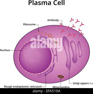 Plasmazellenanatomie, die Antikörperribosomen, raues endoplasmatisches Retikulum und Golgi-Apparat zeigt Stock Vektor