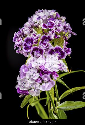 Ein Nahaufnahme-Makrofoto von zweifarbigen lila und weißen Sweet William dianthus Blumen, die in einem Cluster vor einem massiven schwarzen Hintergrund blühen Stockfoto