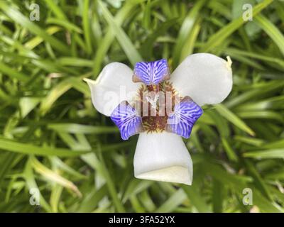 Eine atemberaubende Nahaufnahme einer Irisblüte beim Gehen, die ihre eleganten weißen und violetten Blütenblätter in voller Blüte zur Schau stellt Stockfoto