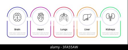 Wichtige menschliche Anatomie Infografik 5 Schritte Stock Vektor