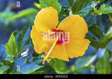 Gelbe und rote schöne Hibiskusblüte Blumen Strauch Baum Pflanze auf Ilha Grande Big Island Angra dos Reis Bundesstaat Rio de Janeiro Brasilien Stockfoto