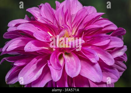Eine extrem Nahaufnahme mit den zarten rosa Blüten einer Dahlienblume mit winzigen Wassertropfen und einem leuchtenden gelben Zentrum Stockfoto