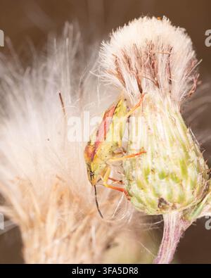 Bio-Diversität - Dolycoris baccarum - Schlehenkäfer auf Distelblütenkopf. Hochwertiges Foto Stockfoto