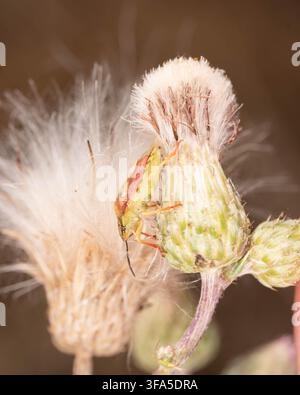 Bio-Diversität - Dolycoris baccarum - Schlehenkäfer auf Distelblütenkopf. Hochwertiges Foto Stockfoto