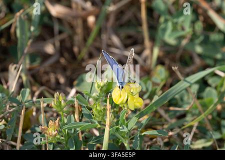 Bio-Diversität - Polyommatus icarus - Gemeiner Blauer Falter auf Vogelfuß-Treufel. Hochwertiges Foto Stockfoto