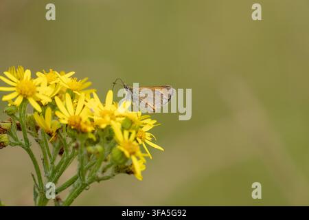 Kleiner Heuschreckenfalter (Thymelicus sylvestris) ruht auf einer hellgelben Blume Stockfoto