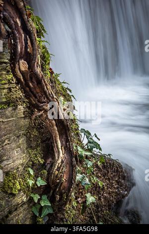 Nahaufnahme von knorrigen Baumwurzeln und Efeu an einer moosbewachsenen Felswand neben einem rauschenden Wasserfall, mit einem sanften LangzeitbelichtungsEffekt. Aufrecht, Kopierraum Stockfoto