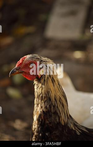 Nahaufnahme von braunem und schwarzem Huhn Stockfoto