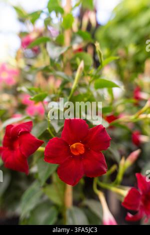 Nahaufnahme einer leuchtend roten Mandevilla-Blüte, umgeben von grünen Blättern und Knospen in einem üppigen Garten mit weicher Hintergrundunschärfe. Stockfoto