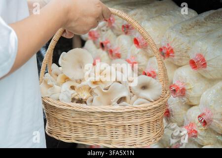 Eine Nahaufnahme der Hände einer Frau, die einen vollen Weidenkorb mit Austernpilzen hält. Konzept für Organin-Landwirtschaft und nachhaltigen Lebensstil. Stockfoto