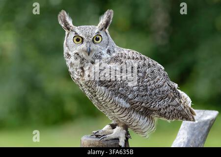 Nahaufnahmeporträt eines majestätischen Uhus (Bubo bubo) mit auffälligen orangefarbenen Augen und markanten Ohrabständen Stockfoto