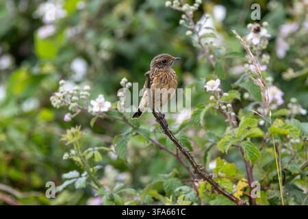 Ein juveniler Europäischer Steinrötel (Saxicola rubicola) sitzt auf einem Brombeerzweig mit blassen Blüten auf der North Bull Island, Dublin Bay, Irland. Stockfoto