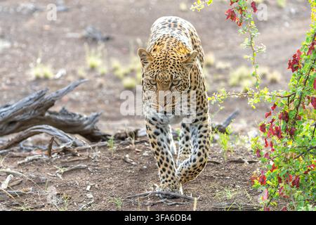 Leopard (Panthera Pardus) auf der Jagd. Dieser Leopard war auf der Jagd im Mashatu Game Reserve im Tuli Block in Botswana Stockfoto