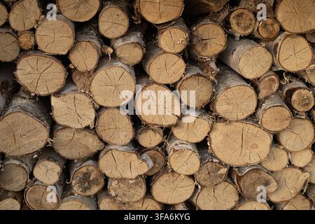 Nahaufnahme von vielen kreisförmigen Holzstämmen, die aufeinandergestapelt sind. Die Textur zeigt detaillierte Rinde, Jahrringe und natürliche Holzfasern in verschiedenen Größen und Stockfoto