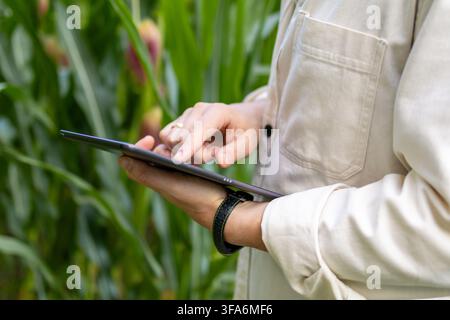 Mittlerer erwachsener Agronom überprüft Daten auf einem digitalen Tablet, während er in einem üppigen Maisfeld steht. Konzept moderner Landwirtschaftsinnovationen, landwirtschaftliche Software Stockfoto