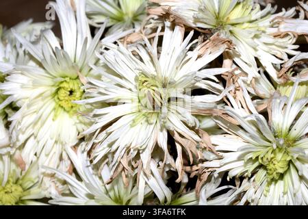Nahaufnahme von weißen Chrysanthemumblüten, die verwelken und austrocknen Stockfoto