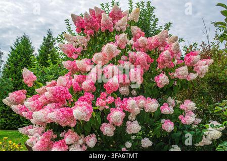 Blühender rosa und weißer Hydrangeabusch mit Rispenblüten im Sommergarten Stockfoto