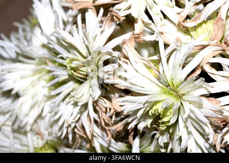 Nahaufnahme von weißen Chrysanthemumblüten, die verwelken und austrocknen Stockfoto