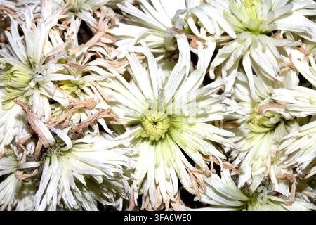 Nahaufnahme von weißen Chrysanthemumblüten, die verwelken und austrocknen Stockfoto