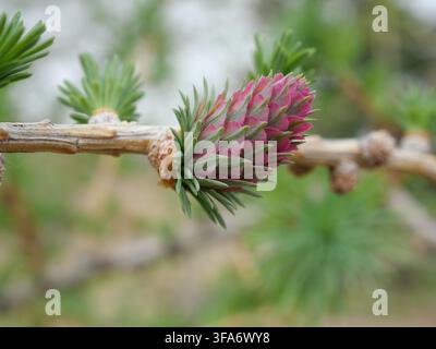 Rosa weibliche Zapfe der Europäischen Lärche (Larix decidua), die während des Frühlingswachstums in Colorado, USA, mit frischen grünen Nadeln hervorkommt. Stockfoto